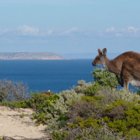 West Cape, looking towards Althorpe Island, Innes National Park_20351